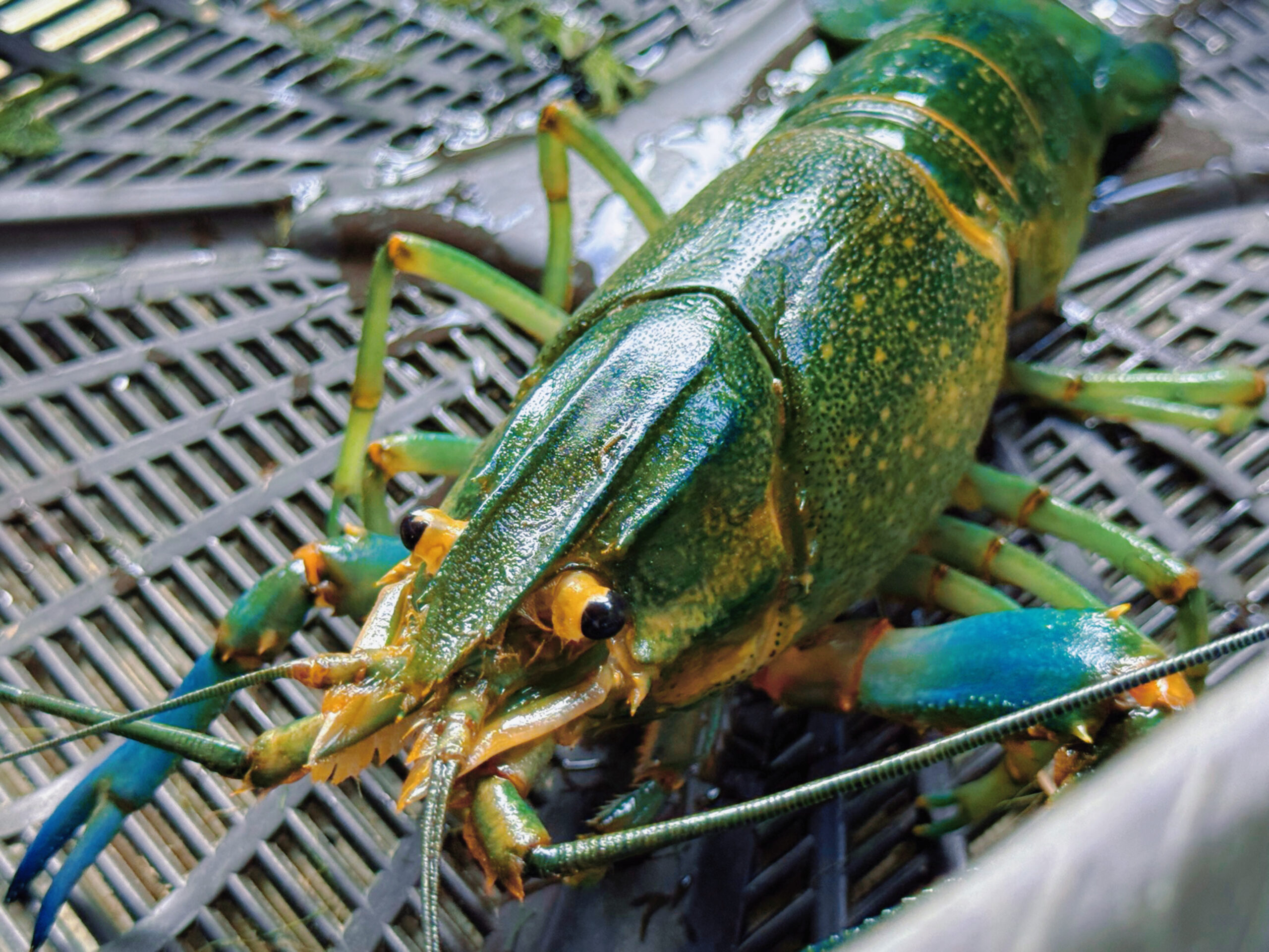 Three Golden Rules Every Aspiring Crayfish Farmer Should Know