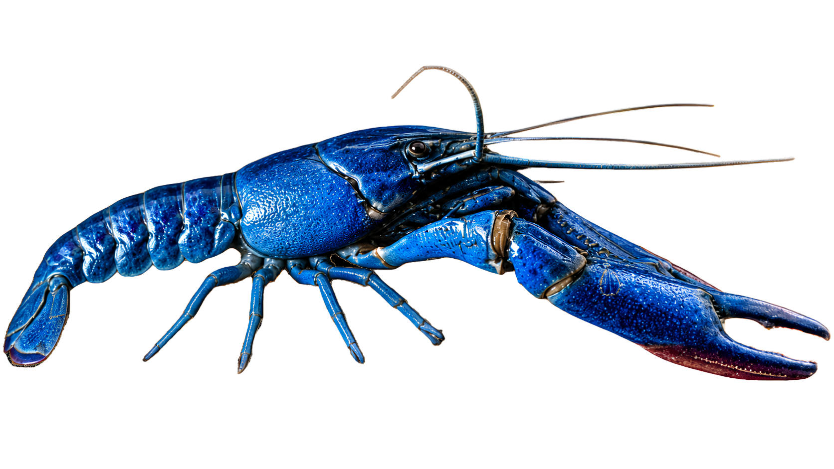 Premium Taguro Line Red Claw Crayfish