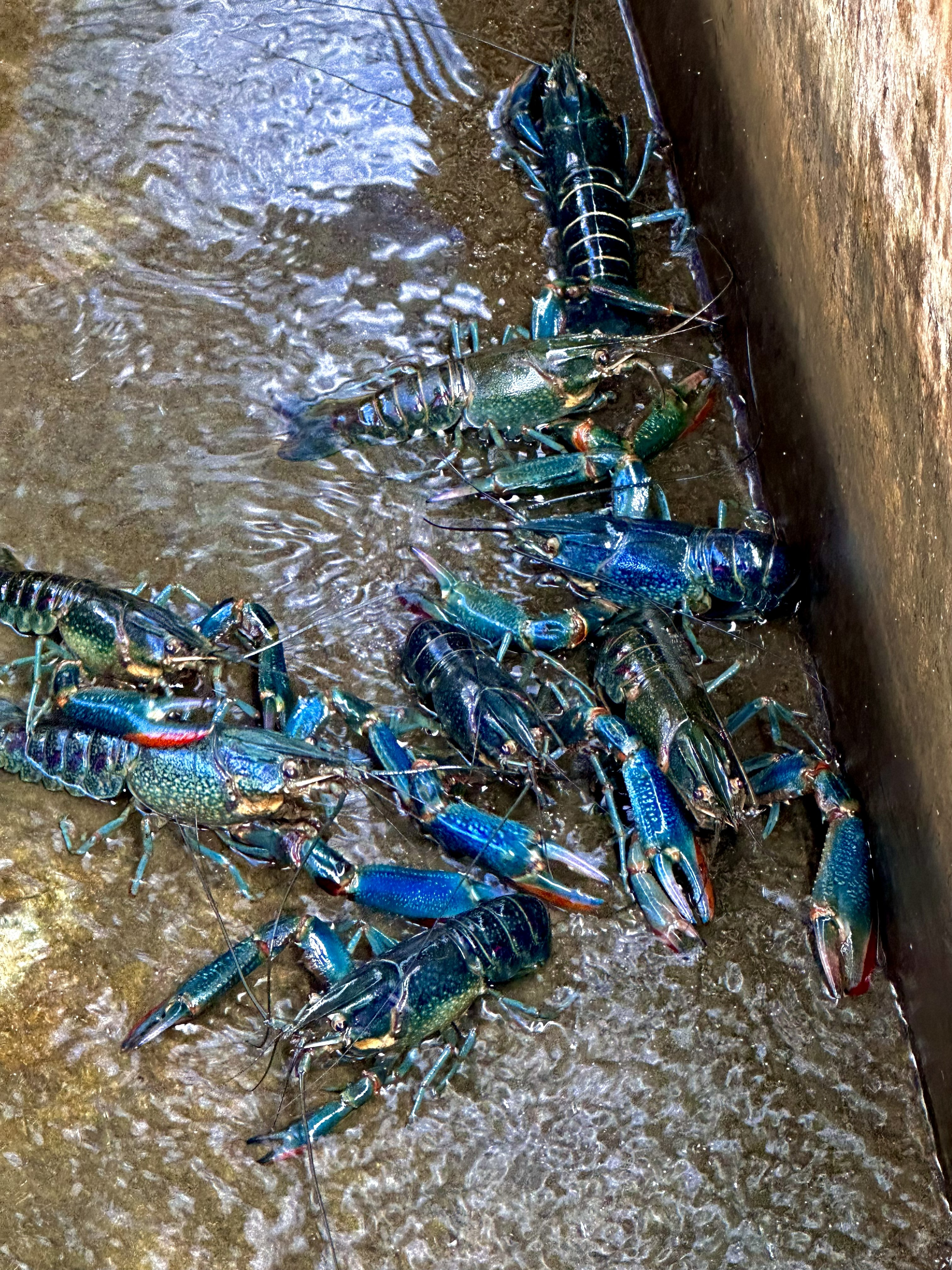 Disease-Free Crayfish