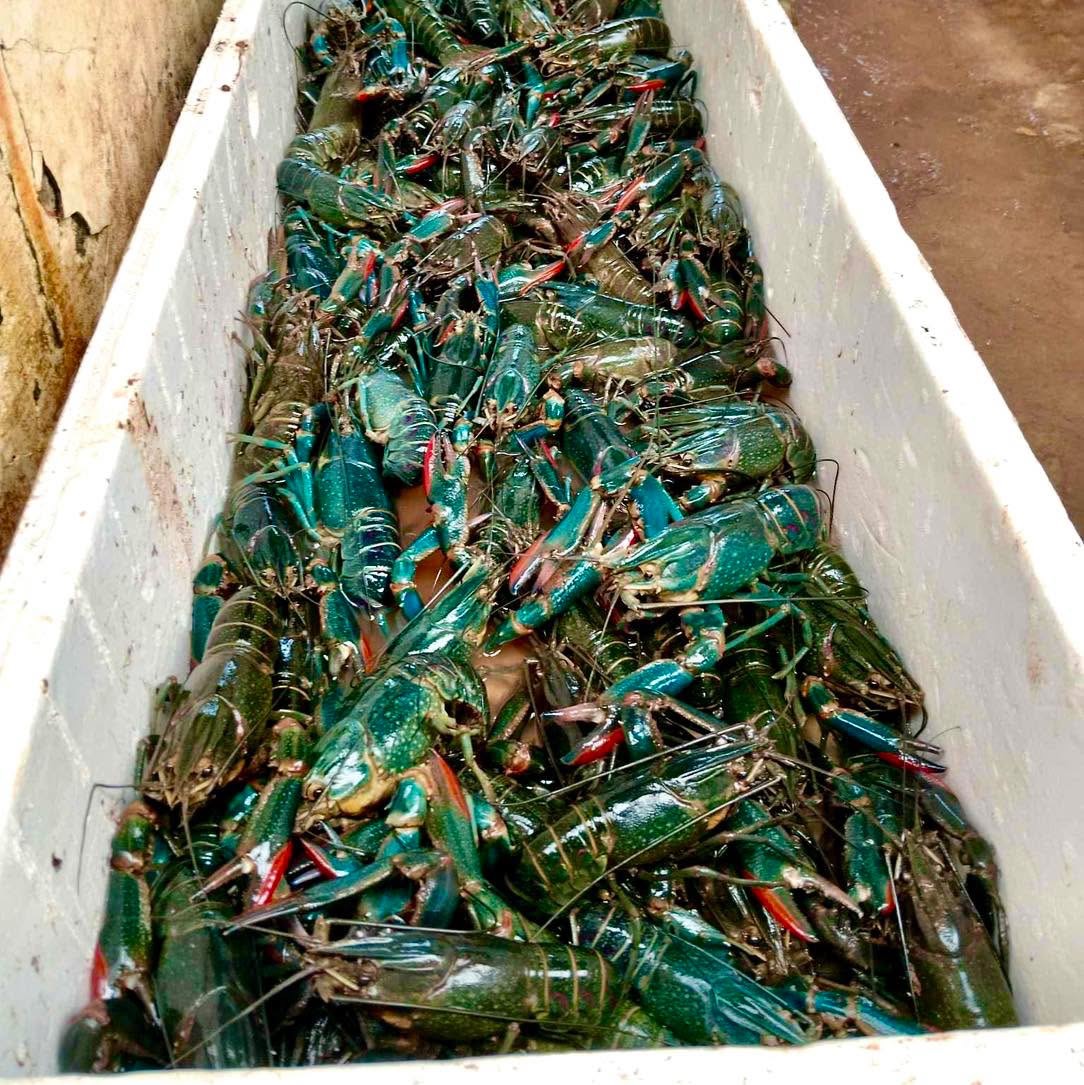 Complete Beginner's Guide to Red Claw Crayfish Farming